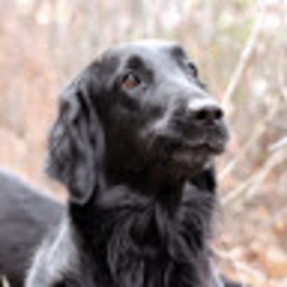 Meet your Posher, Clea - Picture 2 of 2